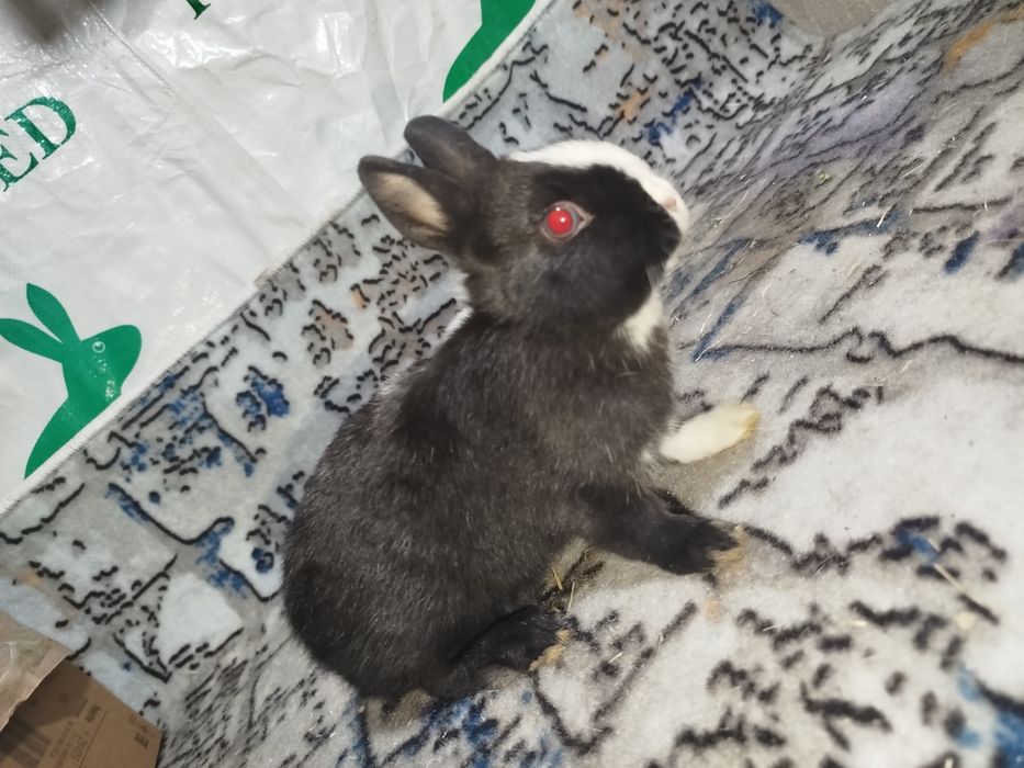 Карлик декоративный куенлар