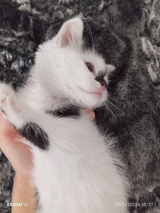 Skotsh Fold 1,5oylik