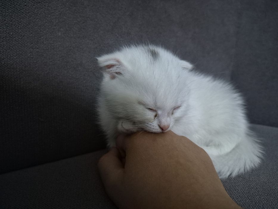 Котенок.Скоттиш Фолд