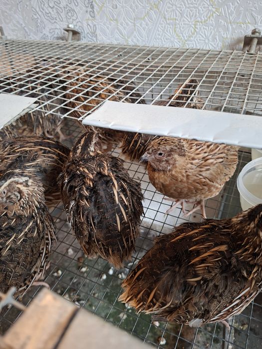 Продавам мъжки пъдпъдъци