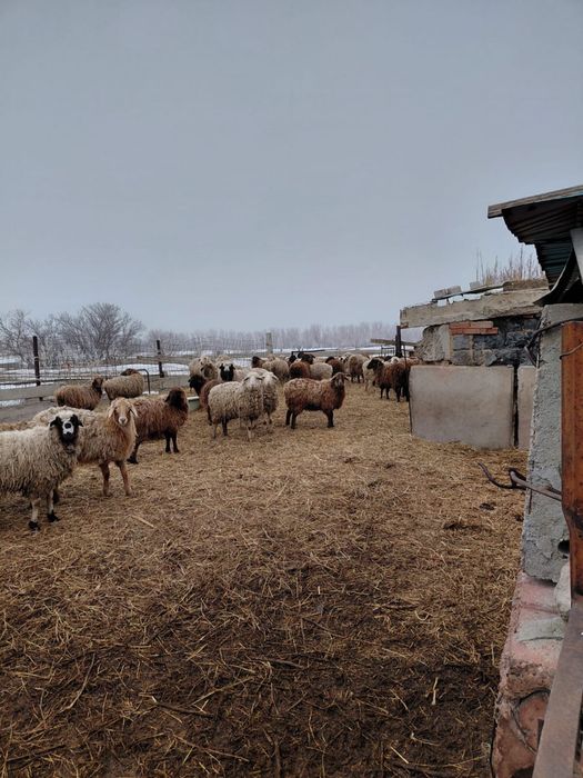 Продам баран оптом 46 голов