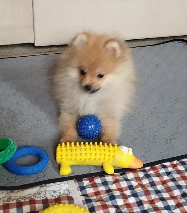 Девочка померанского шпица