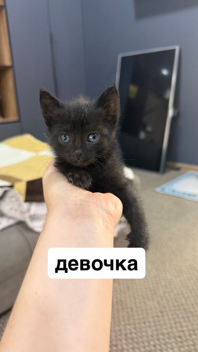 котята в хорошие руки
