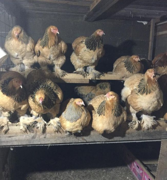 Инкубационные яйца