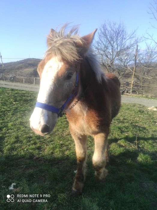 Se vinde armăsar mânz 3500 de lei