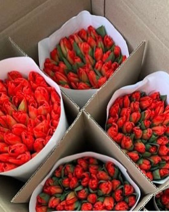 Тюльпаны оптом на 8 марта