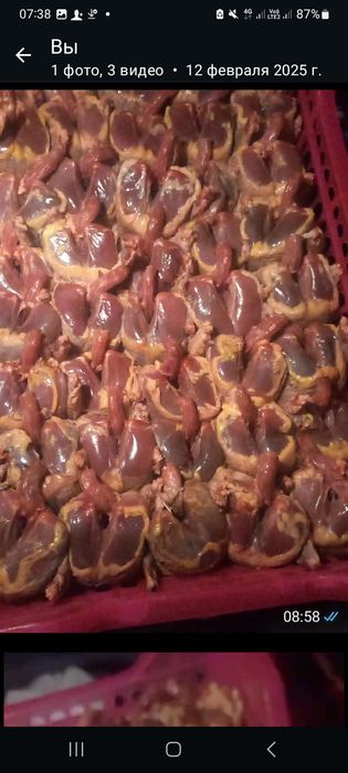 Жабаиы тау кептері