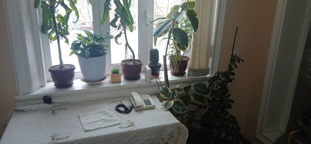 Комнатные цветы для расслабления