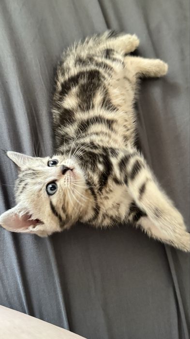 Продам британского котенка