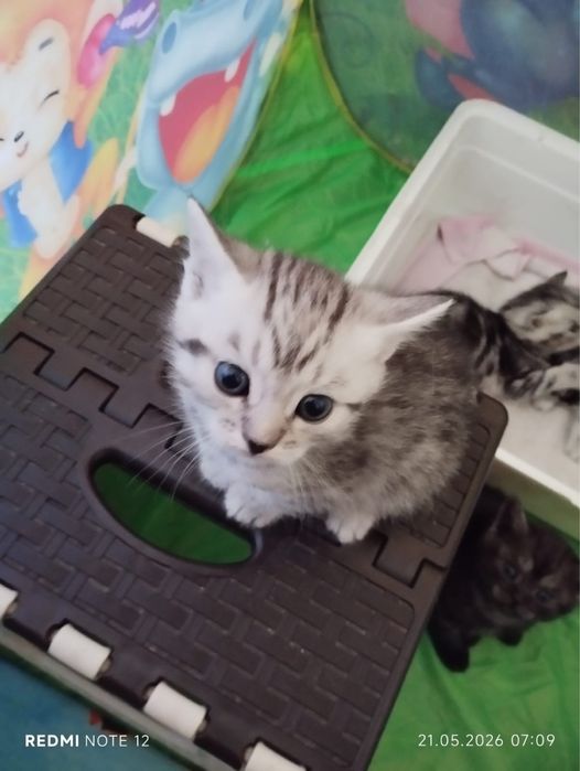 Продаються шотландские Котята