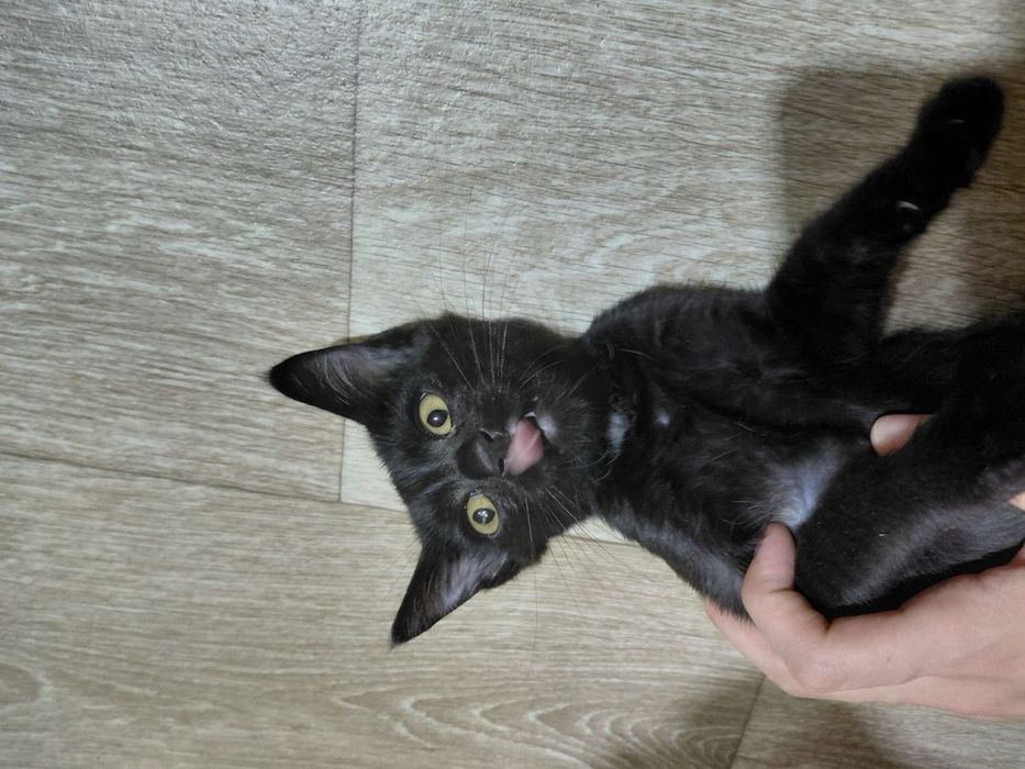 Британская короткошерстная