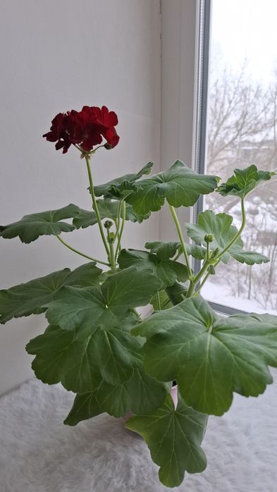 Молодая цветущая герань