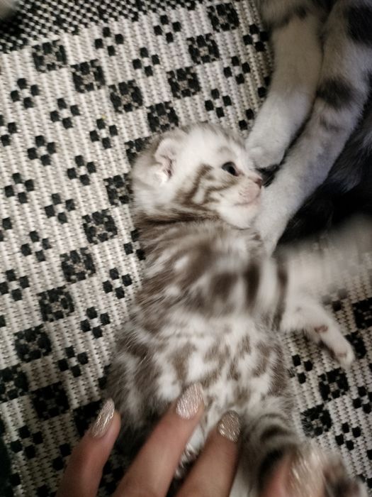 Котята ,, Скоттиш фолд,,  Скоттиш страйт