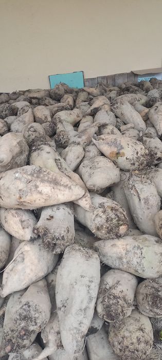 Qand lavlagi sotiladi jizzaxda