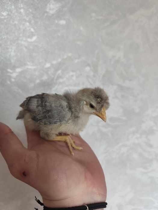 Цыплята Доминант 2х недельные