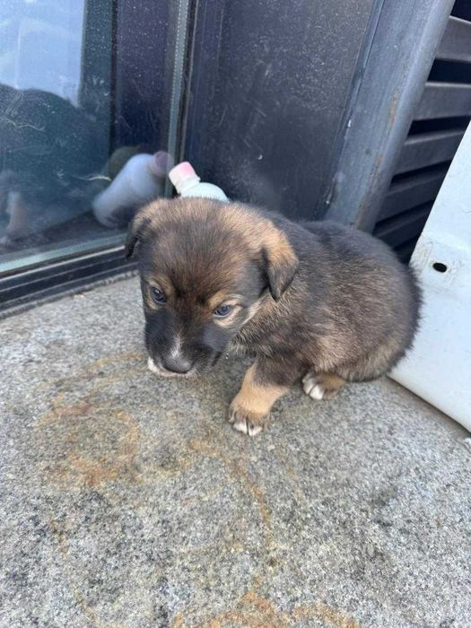 Отдаем щенков в добрые руки.