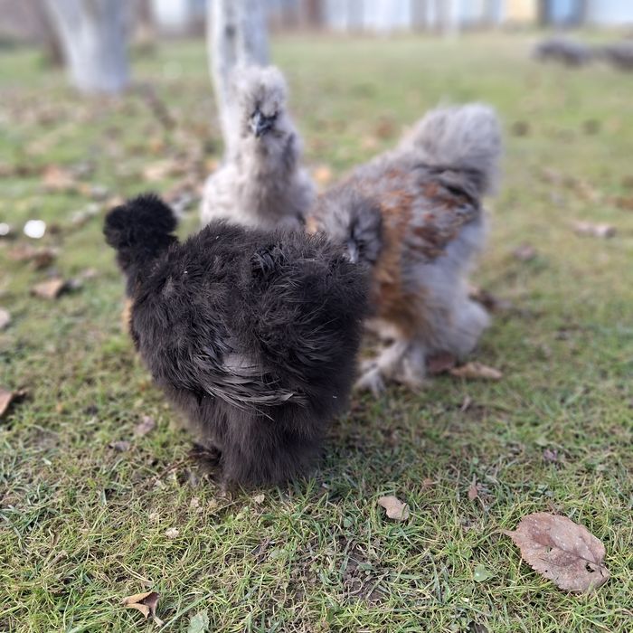 Китайские шёлковые куры