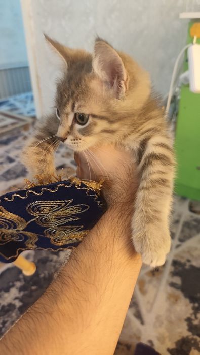 Straus mushukcha 3 oylik
