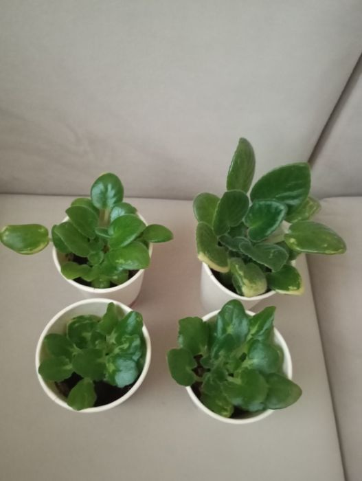 Африканска теменужка сентполия