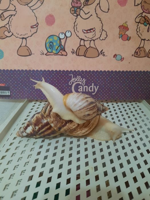 Продажа улитята Ахатины