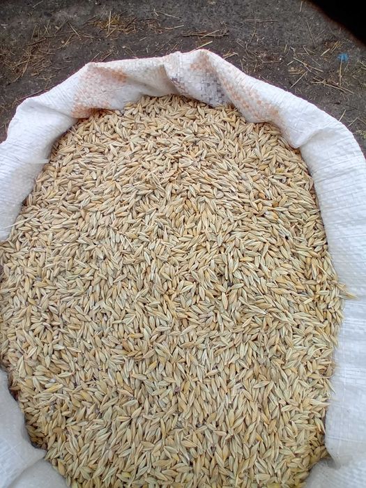 vind Porumb Stuleti Pret 0 60, Lei,Recolta 2005 Foarte bine uscati.