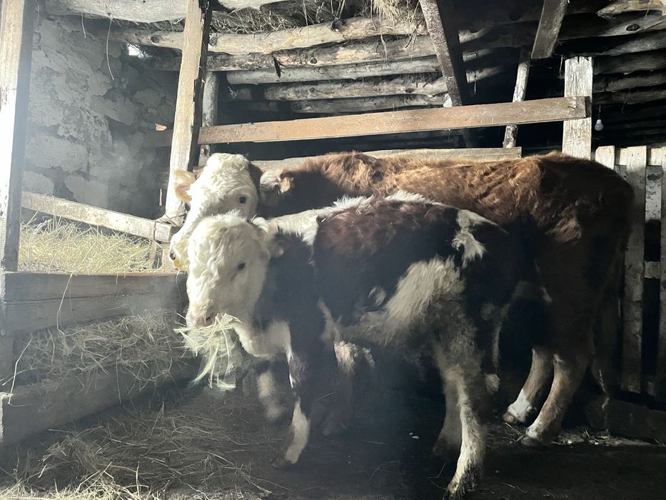 Продам Бычка белоголовая