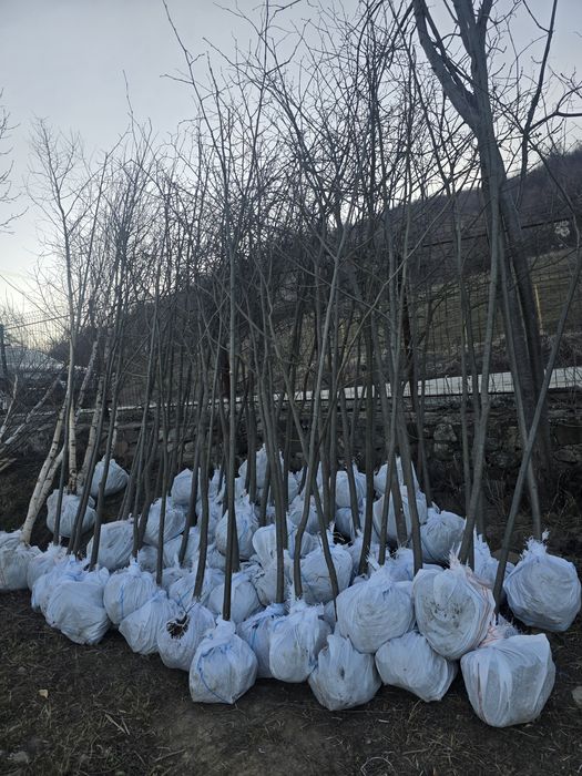 Mesteacăn tei 3m 6m