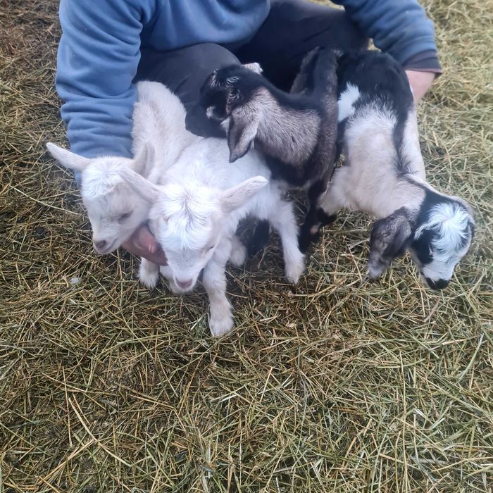 Capre .si iezi de vânzare