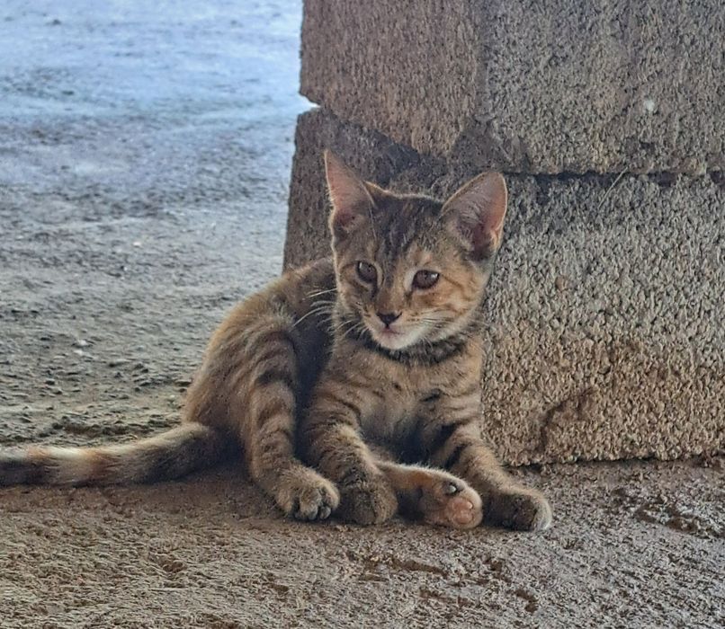 Отдам котят в хорошие руки