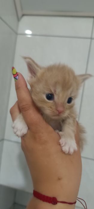 Котята мейкунчики