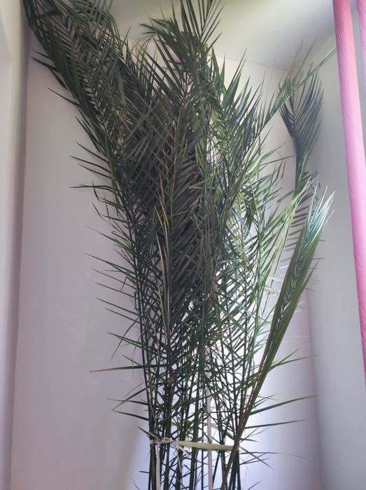 Финикова Палма    много голяма