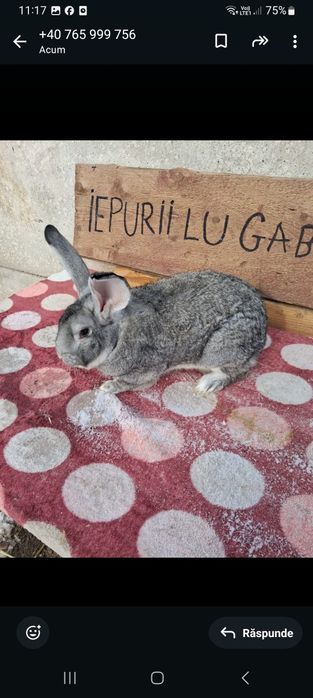 Vând 2 iepuri masculi belgieni