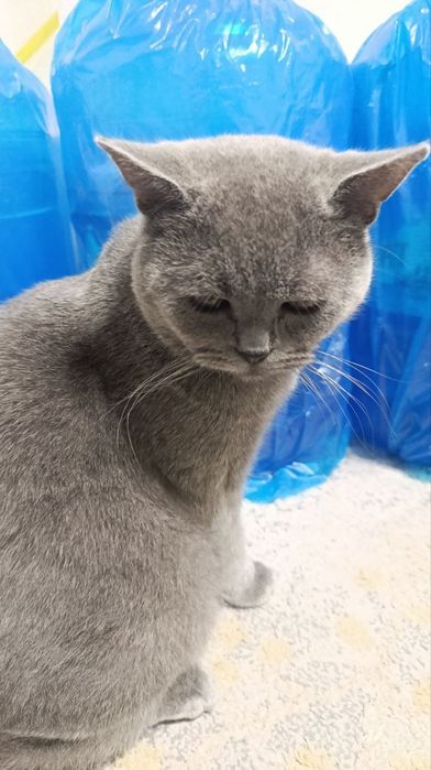 продаётся скоттиш страйт