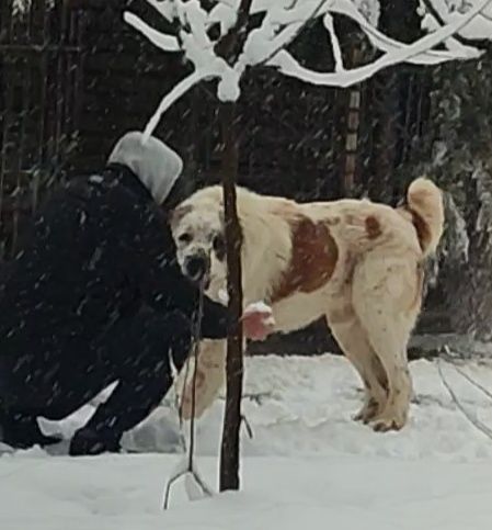 Вязка -кобель 2 года САО