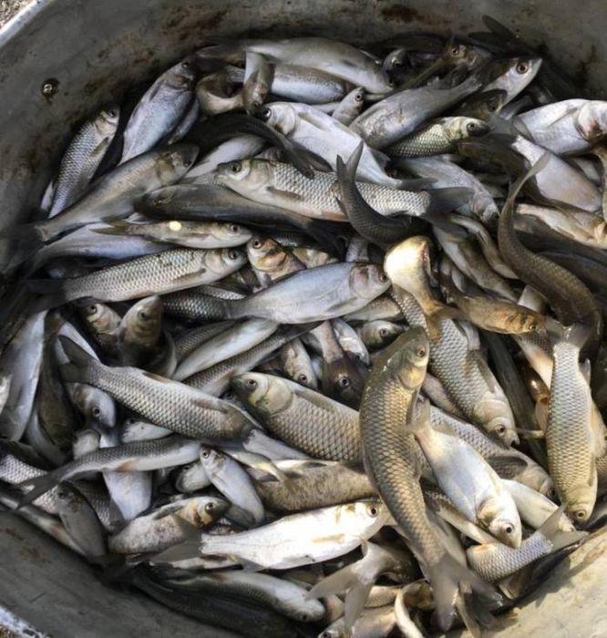 Puiet peste:crap oglinda,crap comun,cteno amur,fitofag,novac,LIN vara