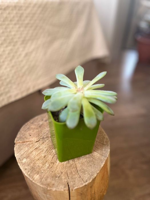 Продам комнатные цветы_