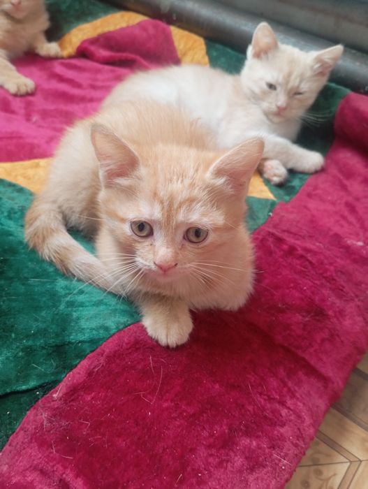 Отдам котят мальчик и девочка.