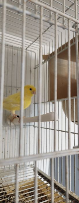 Schimb pereche canari cu turturele diamant