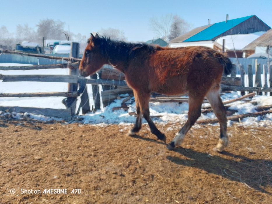 Продам стригунка кобылка цена 300