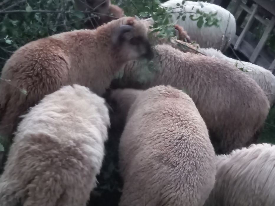 Berbecuți  Miei de vanzare