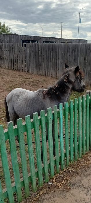 Кулын сатамын 4-5 айлык