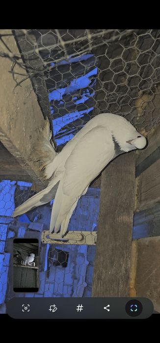 Femela gusat de pomerania