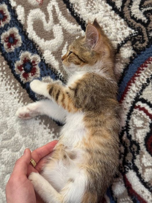 Mushukcha котята