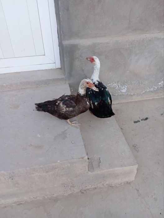 Qora shagzoda tovuq horozla va o'rdak