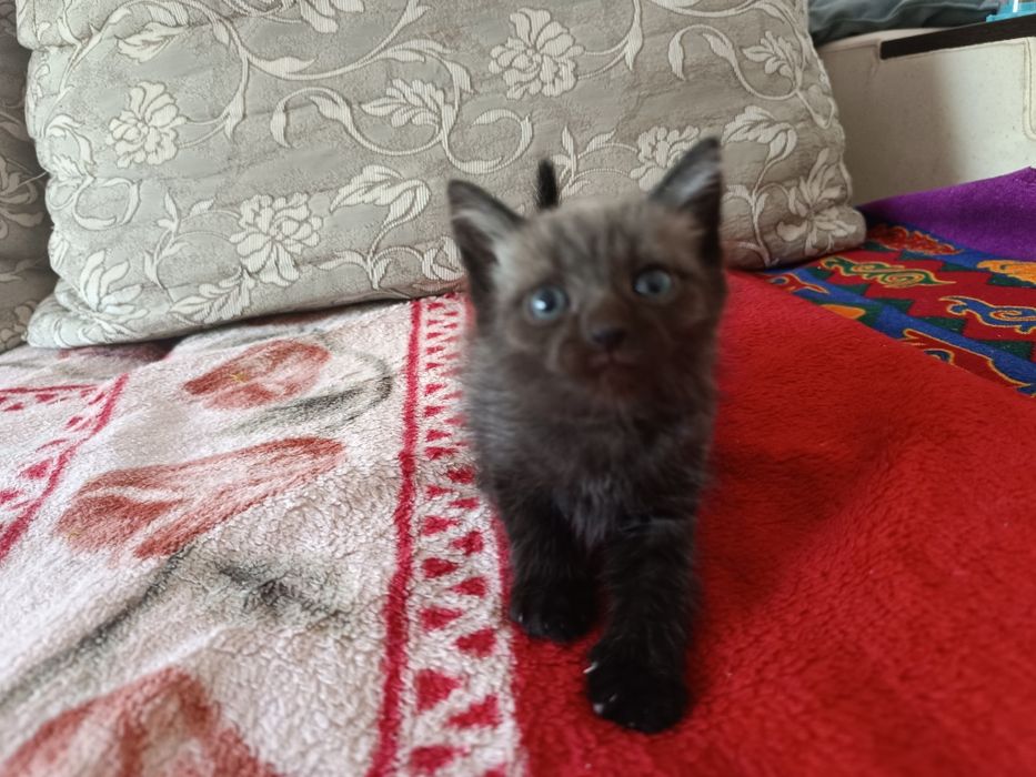 Отдам котят(мальчики)