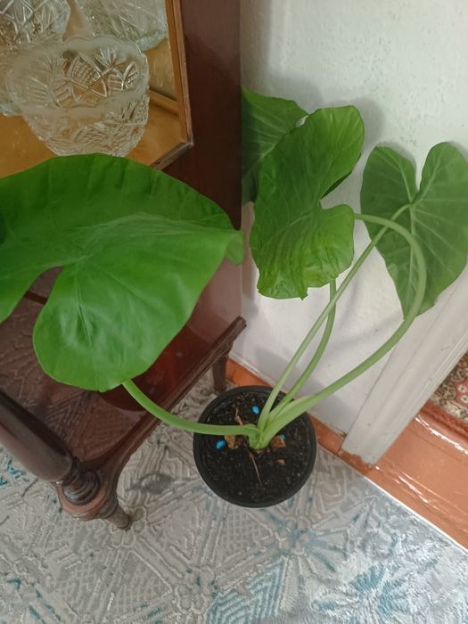 Цветы комнатные в горшках