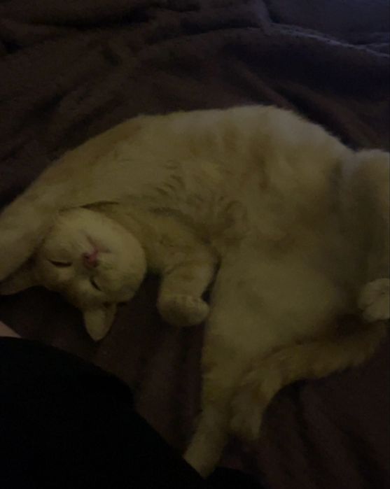 карамельный котик