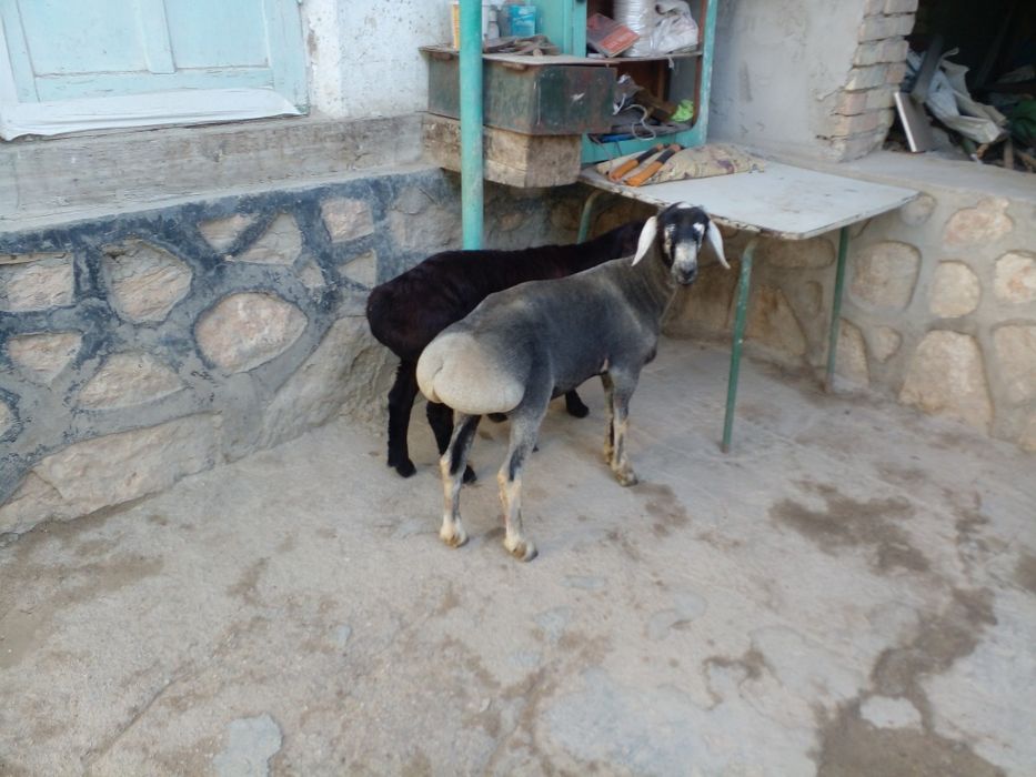 Сурхандаре" кочкорлари