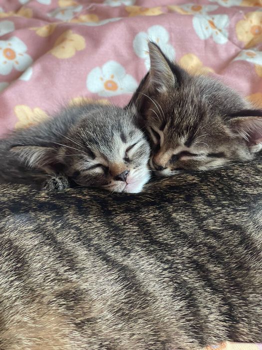 Отдаю милых котят