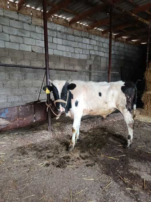 Буқа сатылады аа